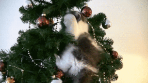 Animals Ruin Christmas!