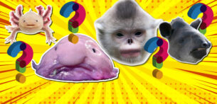 Which Weird Animal Are You?
