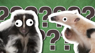 Which Smelly Animal Are You?