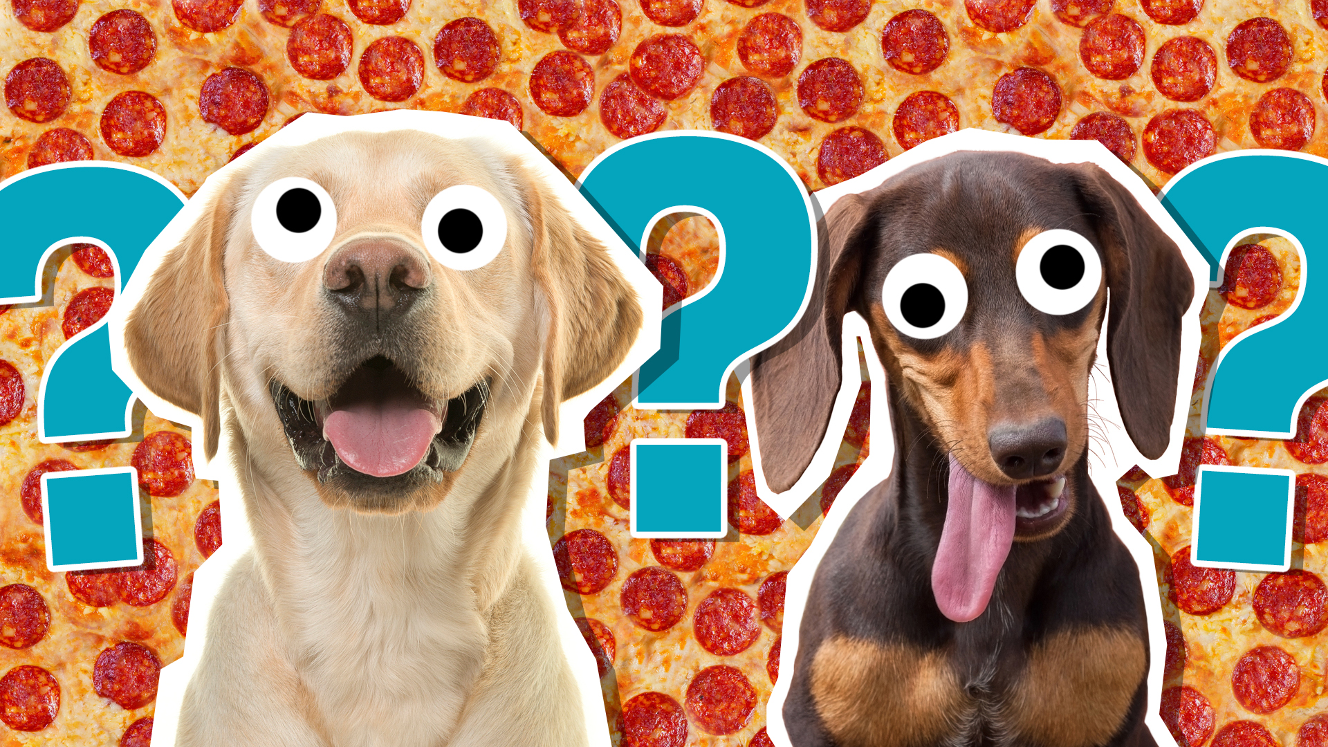 Dog quiz