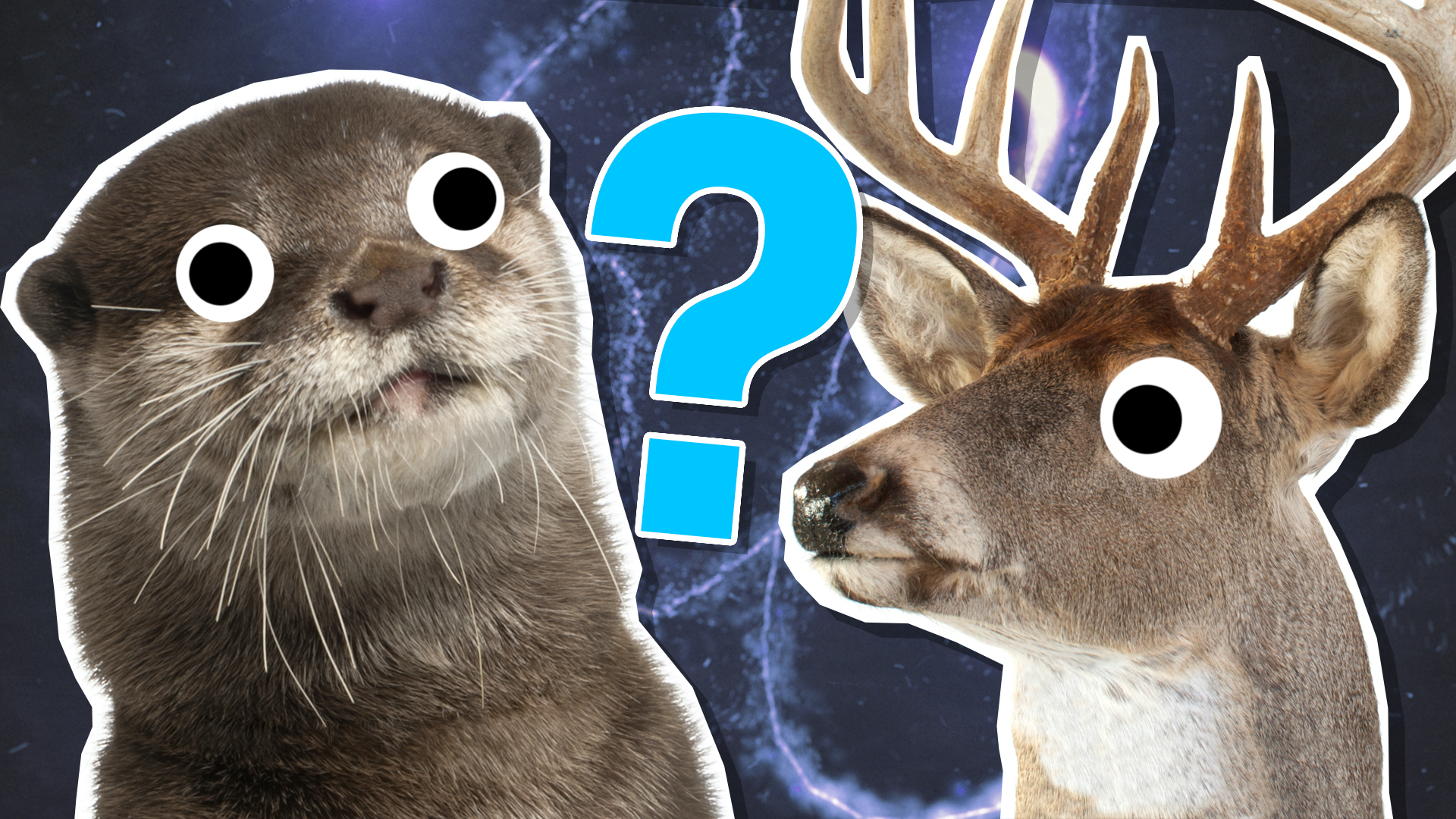 Patronus quiz