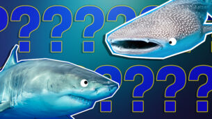 Are You A Shark?