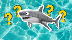 What % Shark Are You?