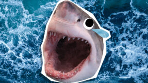 Shark Jokes