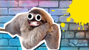 Sloth Facts