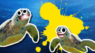Turtle Facts
