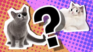 What Cat Breed Should I Get?