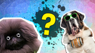Epic What Dog Breed Should I Get Quiz