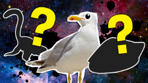Picture Round Quiz