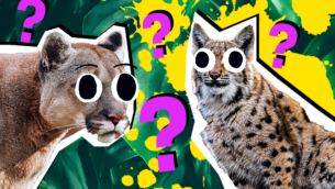 Which Wildcat am I?