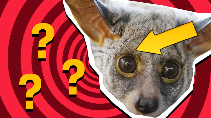 Animal Eyes Quiz