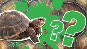 Tortoise Facts
