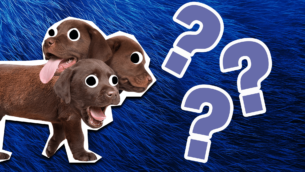 Which Rare Wizarding Pet Would You Befriend?